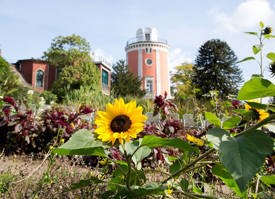 Botanischer Garten Wuppertal, Sonnenblume im Vordergrund